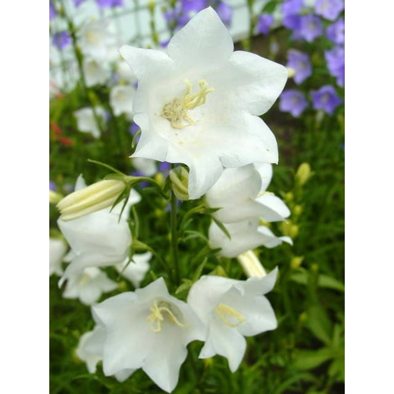 500 White PEACH LEAVED BELLFLOWER Campanula Persicifolia Flower Seeds