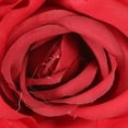thumbnail image 2 of 10pcs Artificial Silk Roses Head Fake Rose Flower Heads Wedding DIY Roses Heads, 2 of 8