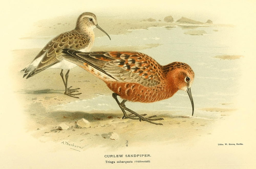Birds Of The Britis