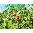 thumbnail image 3 of Piezas 10m x 4m Red Anti Aves, Red de Aves, Red de Árboles Frutales, Red de Jardín Protege árboles Frutales y Verduras de Daños por Aves, Malla de 15 mm Kuyhfg Bienvenido a Kuyhfg, 3 of 5