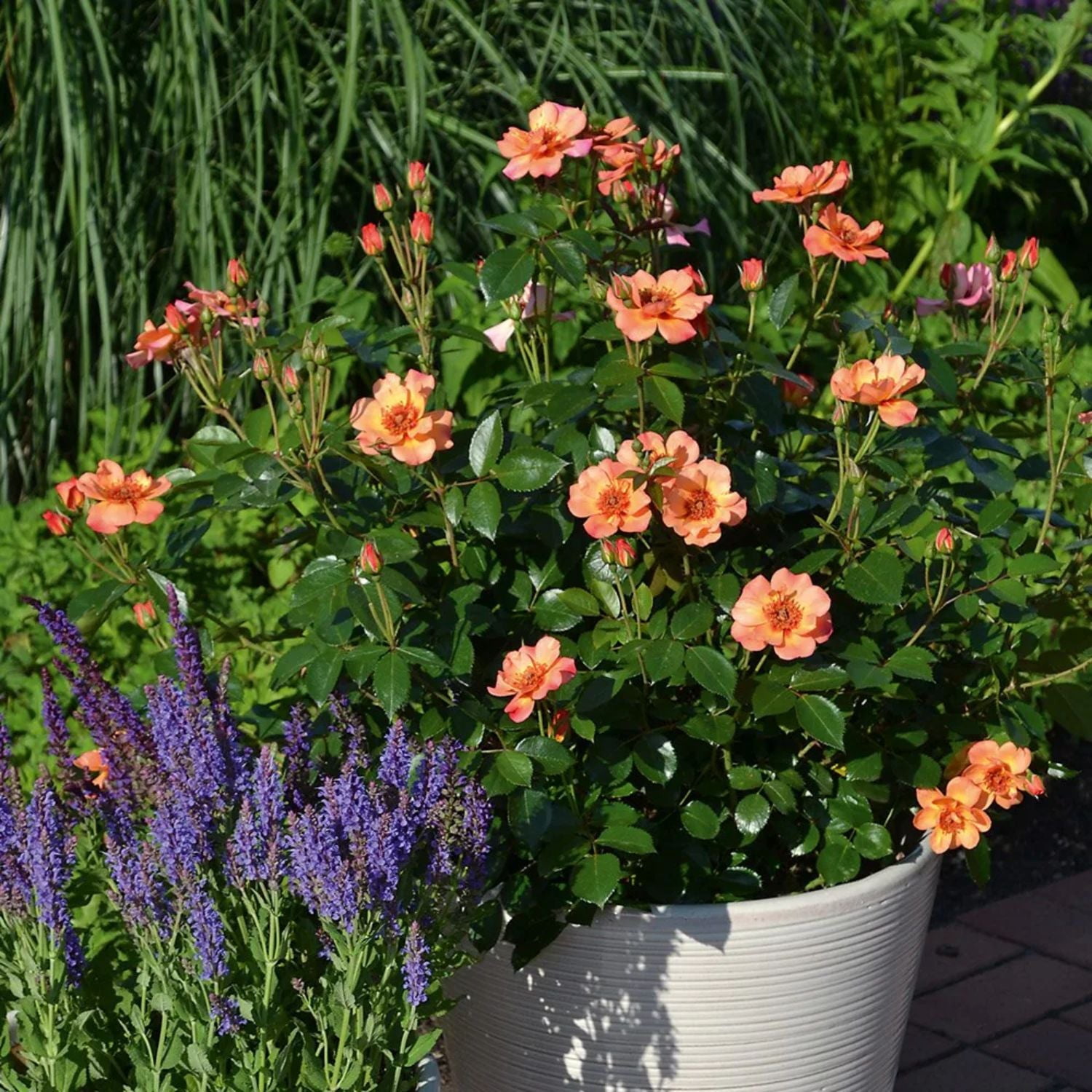 Expert Gardener 12-18" Peach Flower Carpet® Groundcover Rose with Orange Flowers Live Tree in 1 gal. Grower Pot