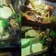 thumbnail image 3 of Cuenco de agua y comida Bewildely para reptiles fabricado con resina fácil de limpiar, 3 of 6