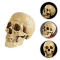 thumbnail image 2 of Modelo de calavera médica, decoración de calavera de Halloween, modelo de calavera de simulación, accesorio de truco de calavera, 2 of 3
