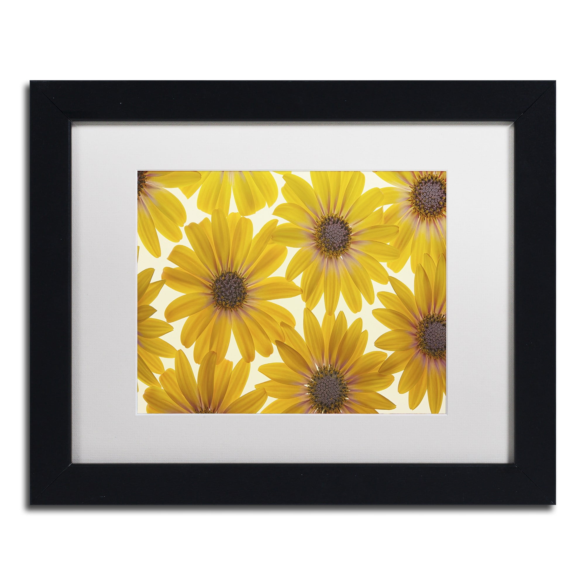 Trademark Fine Art 'Yellow Cape Daisies' Canvas Art by Cora Niele, White Matte, Wood Frame