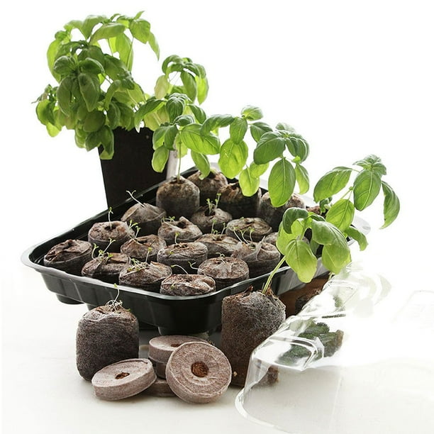 Sustainable Seed Culinary Herb Seed Collection W Greenhouse 10 Variety 100 Non Gmo Heirloom Basil Chives Cilantro Dill Lavender Oregano Parsley Rosemary Sage And Thyme Herb Seeds Walmart Com Walmart Com