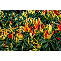 300 Seeds ANAHEIM CHILI PEPPER (New Mexico Chili Pepper) Capsicum Annuum Vegetable Seeds