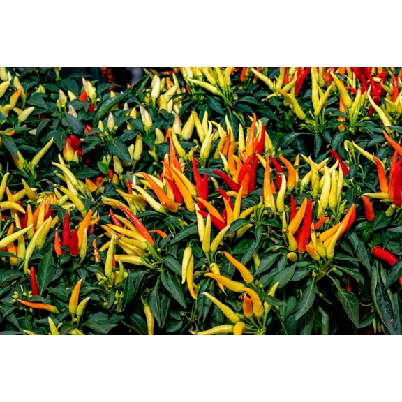 300 Seeds ANAHEIM CHILI PEPPER (New Mexico Chili Pepper) Capsicum Annuum Vegetable Seeds