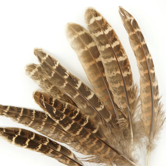 ZUCKER® 10 PC/PKG FEMALE RINGNECK PHEASANT TAILS 4-6"- NATURAL