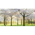 thumbnail image 2 of Van de Goor, Lars 24x14 White Modern Wood Framed Museum Art Print Titled - Bridal Trees, 2 of 4