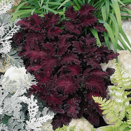 Decorative House Plants - Black Dragon Coleus Seeds - 1000 Seeds - Decorative House & Garden Plant - Solenostemon scutallarioides, Coleus Flower Seeds - Black Dragon .., By Mountain Valley Seed Company Ship from US