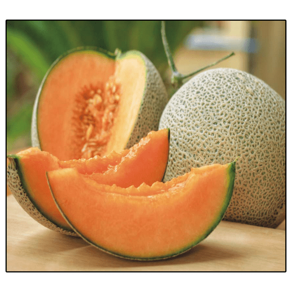 Honest Seed 50  Count Jumbo Hales Cantaloupe Melon Seeds, Non-GMO Fresh
