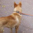 thumbnail image 3 of SweetCandy New Small And Medium-sized Dog Collar + Leash Set 7 Color Collar Dog Rope Teddy Poodle Shiba Inu Dog Rope S, 3 of 6