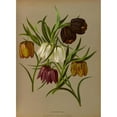 thumbnail image 3 of Arentine H. Arendsen 11x14 Black Modern Framed Museum Art Print Titled - Fritillaria Meleagris. (1872-1881), 3 of 5