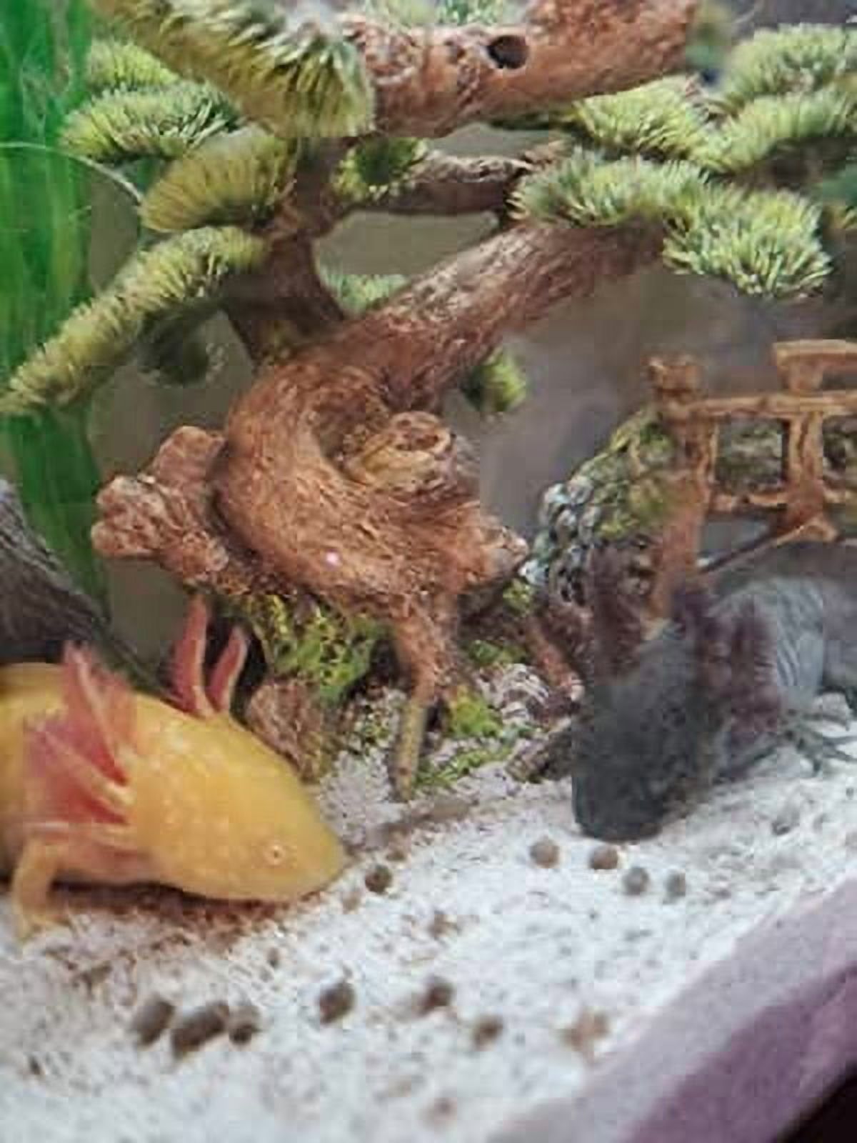 Axolotl Food - 3/16" Rangen's Premium Soft Moist Sinking Pellets for Axolotls, Salamanders, Shrimp, Snails & ALL Tropical Fish - 3-lbs