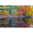 thumbnail image 2 of Gulin, Sylvia 18x14 White Modern Wood Framed Museum Art Print Titled - USA-New England-Maine-Lake with Fall colors reflected in calm water, 2 of 4