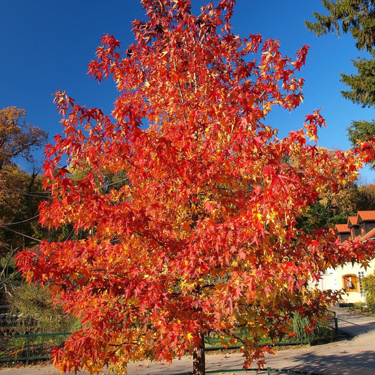 Expert Gardener 3-4 ft. tall Summer Red Maple Live Tree in 7- Gallon Grower Pot