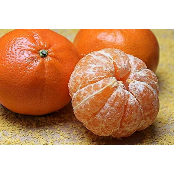 Tangerine Mandarin Orange Citrus Fruit Tree jocad (20 Seeds)