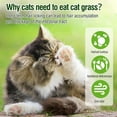 thumbnail image 6 of HavenJanny 100g Cat Grass Teething Stick – Indoor Cat Treat for Hairball Relief & Teeth Cleaning, 6 of 10