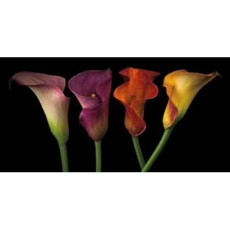 Calla Lily Garden Art - Jewel Calla Lilies Canvas Art - Assaf Frank (10 x 20)