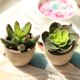 thumbnail image 3 of Juego de 2 plantas suculentas para decoración de balcón o patio Bonsái verde artificial en miniatura, 3 of 8