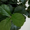 thumbnail image 3 of Nearly Natural 10ft. Artificial Fiddle Leaf Fig Tree, Green, 3 of 6