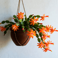thumbnail image 2 of Rare Orange Christmas Cactus Plants Live 3 Inch Pot, Rare Cactus Christmas Pot, Full Rooted, Ready for Indoor Planting, 2 of 5