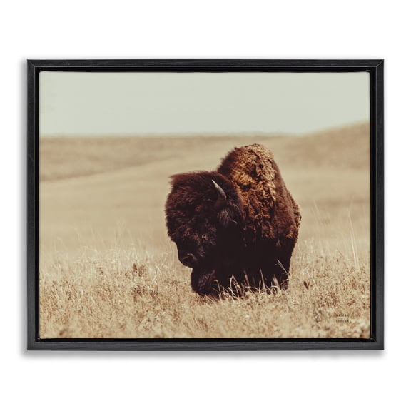 Stupell Industries Rustic Lodge Bison Grazing Tall Grass Black Floating Frame Canvas Art, 21 x 17, by Nathan Larson