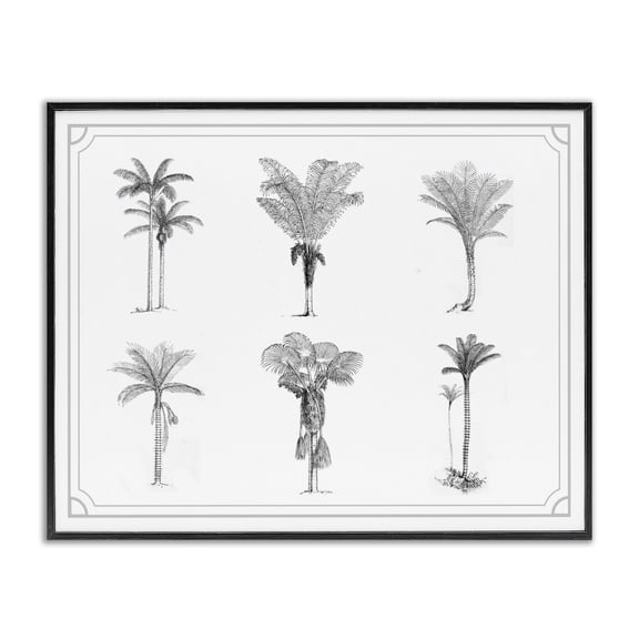 Various Palm Tree Types Vintage Black Framed Giclee Art, design by Lettered and Lined