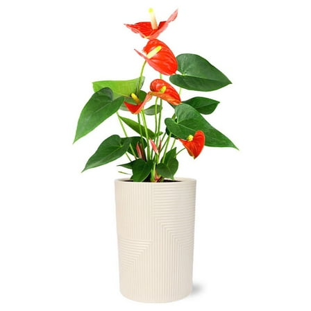 From You Flowers - Orange Anthurium Plant for Birthday, Anniversary, Get Well, Congratulations, Thank You, All Occasions