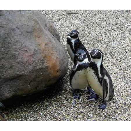 Wildlife Trio - Canvas Print Group Animals Penguins Wildlife Nature Three Trio Stretched Canvas 10 x 14