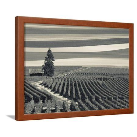 France, Marne, Champagne Region, Mont Aime, Elevated View of Vineyards and Fields Framed Print Wall Art By Walter