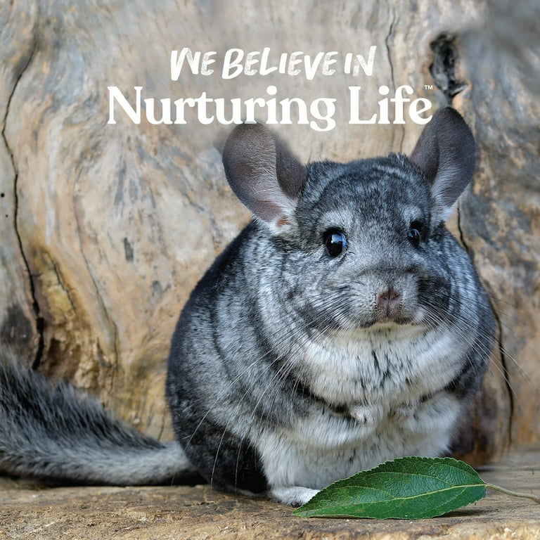 Chinchilla hotsell food walmart