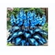 thumbnail image 1 of Semillas de Hosta abigarrada, semillas de flor de jade n.° A4, 100 semillas, 1 of 1