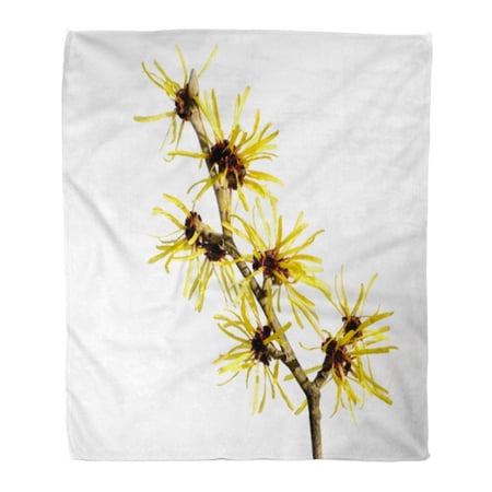 SIDONKU Throw Blanket Warm Cozy Print Flannel Yellow Zaubernuss Witch Hazel Blossom Hamamelis Apothecary Comfortable Soft for Bed Sofa and Couch 58x80 Inches
