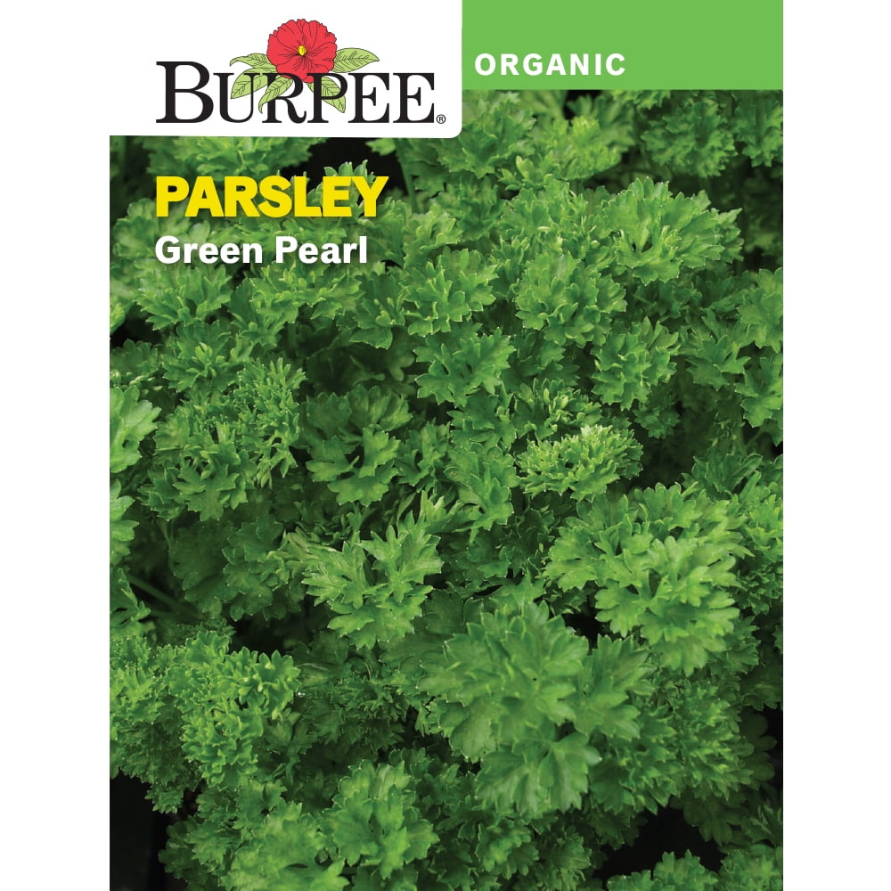Burpee Organic Green Pearl Parsley Herb Seed, 1pack