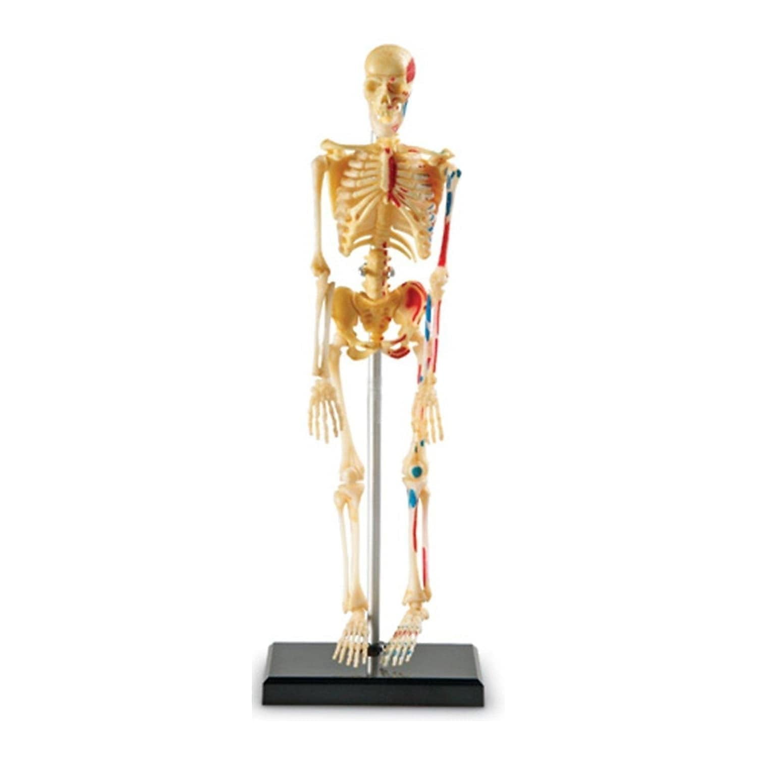 4D Exploded Human Skull Anatomy Model with 17 Detachable
