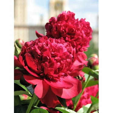 Seedville 5 Garden Peony Flower Seeds, Chinese Peony Red Pink White Mix