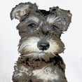 thumbnail image 3 of CafePress - Miniature Schnauzer White T Shirt - Men's White Classic Cotton T-Shirts, 3 of 4