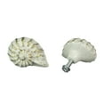 thumbnail image 5 of Zeckos White Cast Iron Nautilus Shell Cabinet Drawer Pull Set of 6, 5 of 7