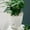 B, variant on Product Category Flower Pots 2 — Self Watering Planter for African Clear Automatic Watering Pot Square Pot for All and Succulents