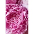 thumbnail image 3 of Millet, Karyn 11x14 Black Modern Framed Museum Art Print Titled - Peony, 3 of 5