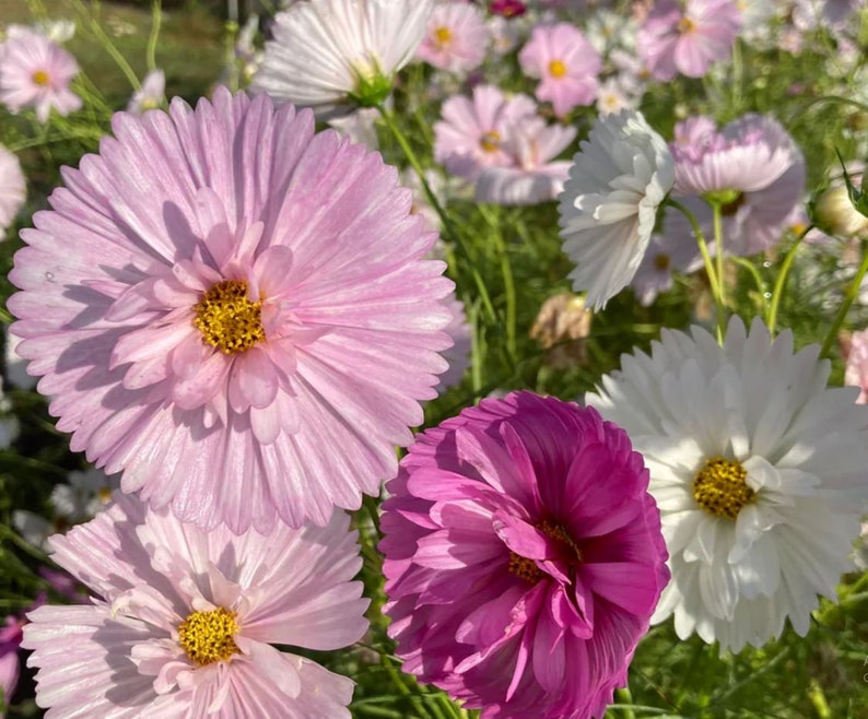 50 Cosmos Seeds, Annual Flower Mix, Pollinator Friendly for Gardens and Containers