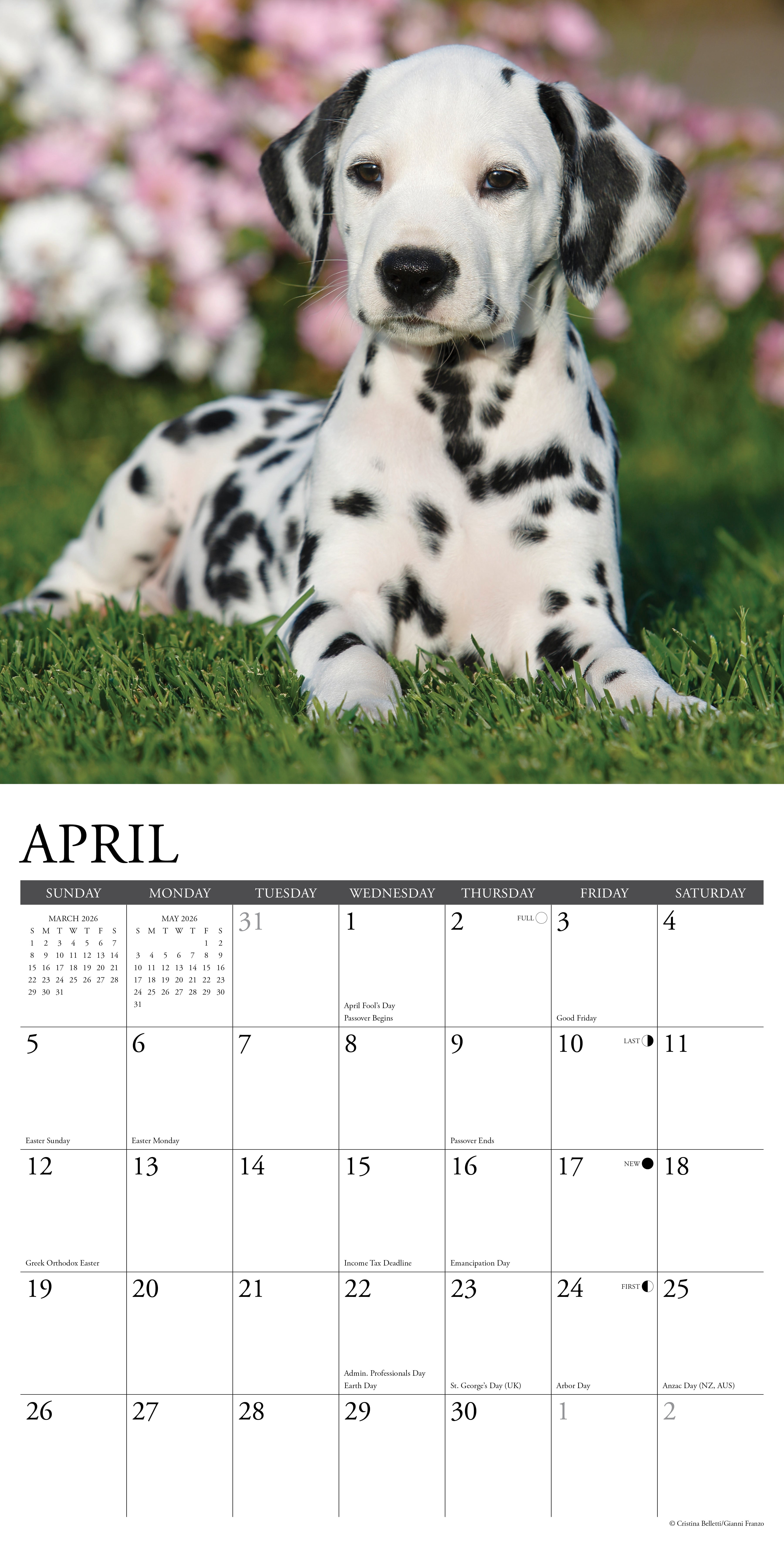 Dalmations 2026 Wall Calendar, (Paperback)