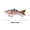 C, variant on Fishing Lure, Sinking Swimbait, Multi-Stage Realistic Fish Imitation with Hardened Fibers, Hand-Painted Clear Coat, Stainless Steel Rattle, Durable ABS Plastic, 10cm