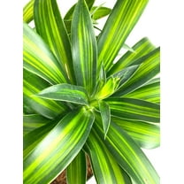 RedCrocus Song of Jamaica Dragon Tree-Evergreen Houseplant  6" Pot