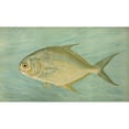 thumbnail image 2 of John L. Petrie 18x12 Gold Ornate Wood Frame and Double Matted Museum Art Print Titled - The Pompano, Trachinotus Carolinis. (1898), 2 of 4
