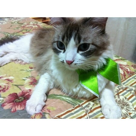 canvas print cute pet
