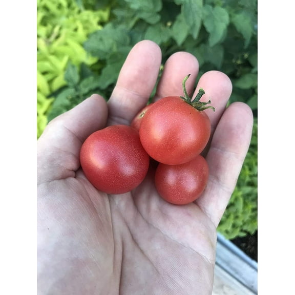 Rosy Finch Micro Dwarf Japanese Bonsai Tomato Premium Seed Packet