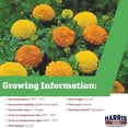 thumbnail image 2 of Harris Seeds Marigold Inca II Mix F1, Dwarf Double Bloom African Marigold, 50 Count, 2 of 7