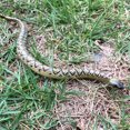 thumbnail image 5 of 2pcs Simulation Snake Figurine Snake Figure Snake Toy Simulation Animal Model Prank Props, 5 of 5